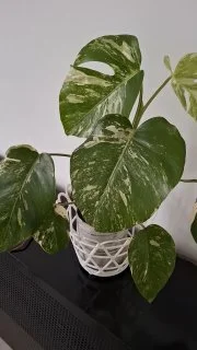 Варьегатная Альба