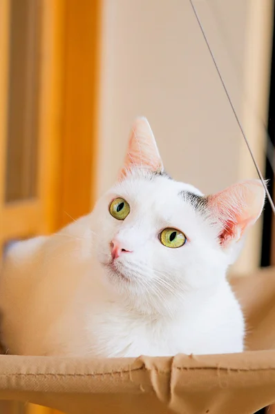 Кошка Тильда, 1 год