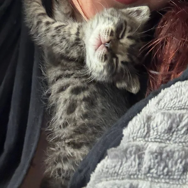 Котенок Киси в добрые руки