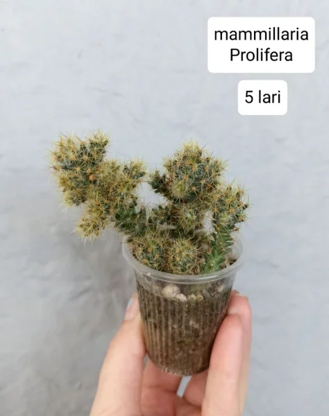 Растения в горшках (Mammillaria Prolifera и Pseudorhipsalis Ramulosa)