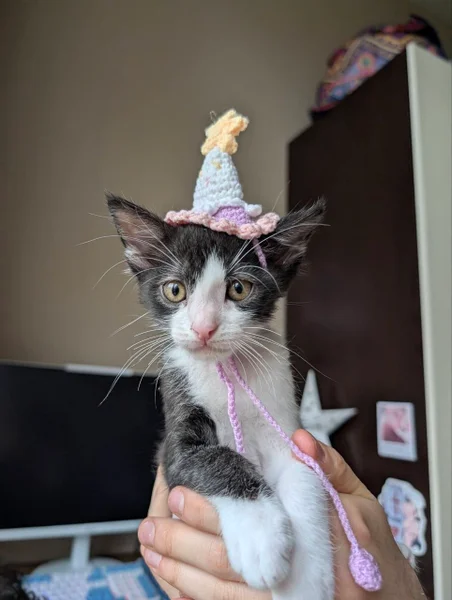 Котенок Богатырь в добрые руки