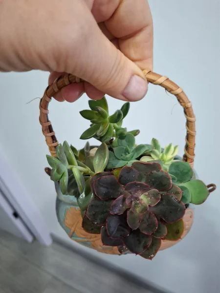 Суккуленты в корзинке
