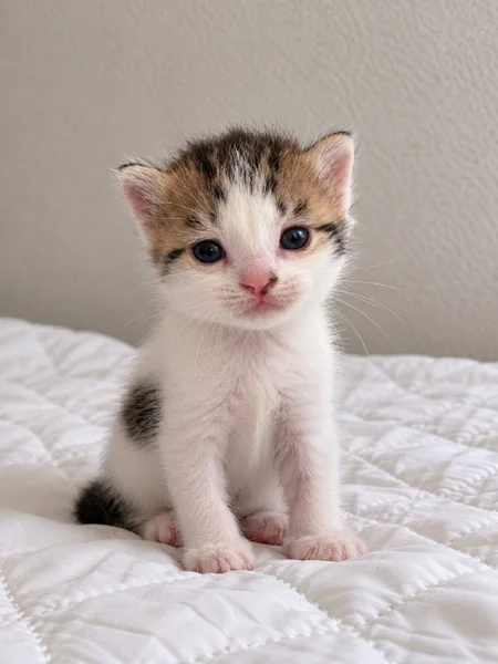 Котёнок (девочка)