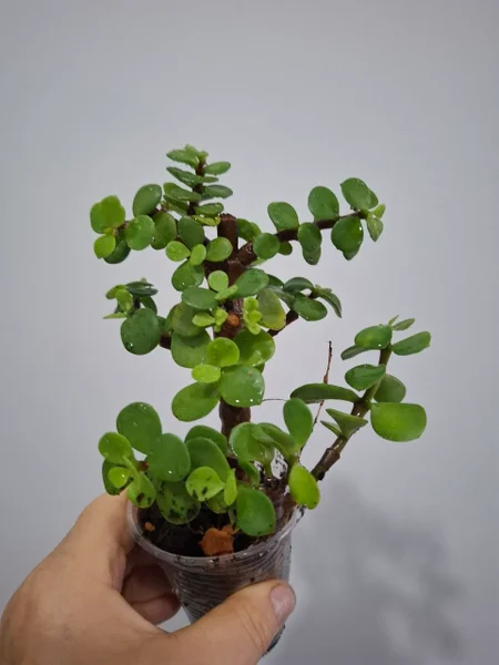 Порталукария,мини деревце 15