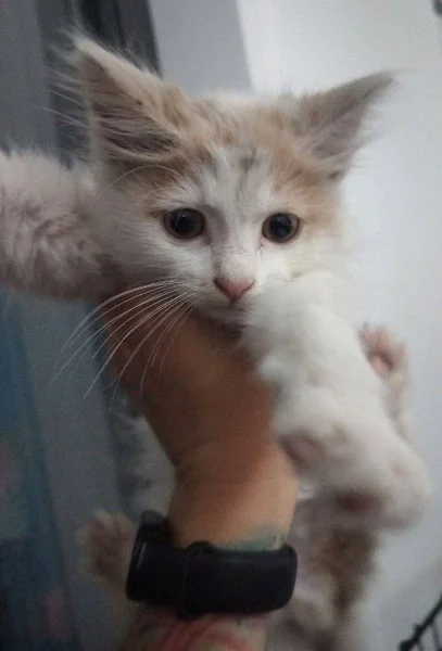 Котята Лари и Тетри