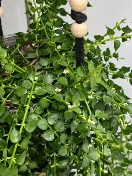 Растение Dichidia Ruscifolia без горшка