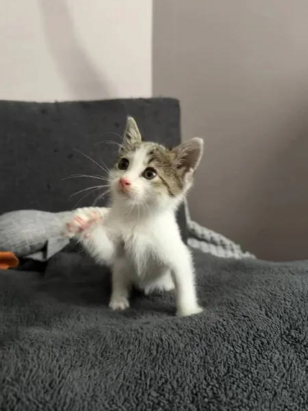 Малышка-котёнок