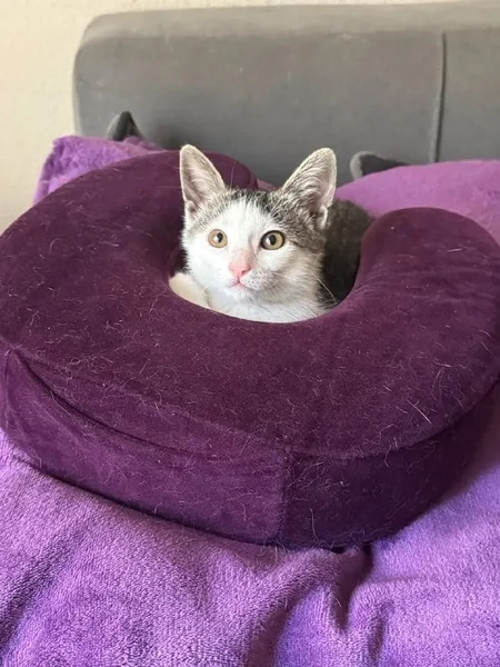 Котенок Янья в добрые руки