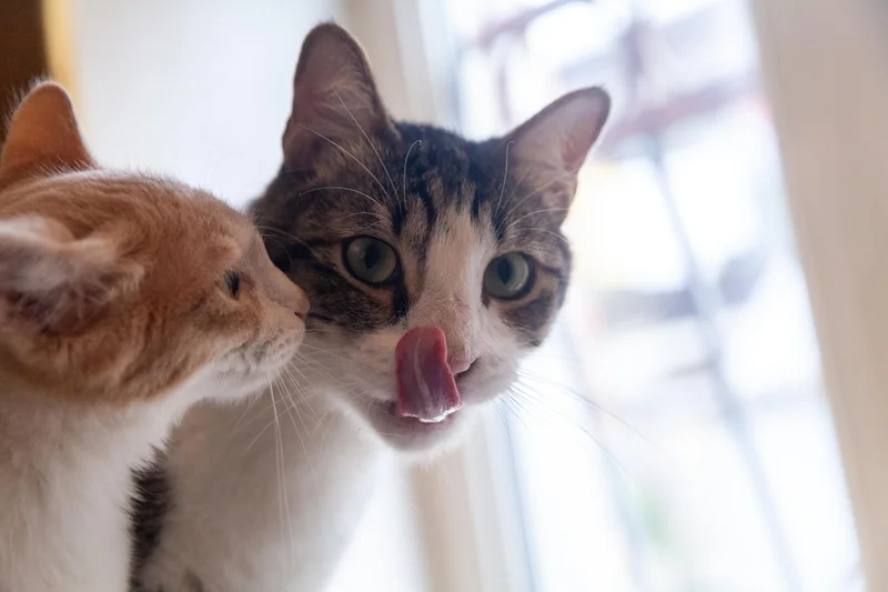 Коты Финдус и Ако