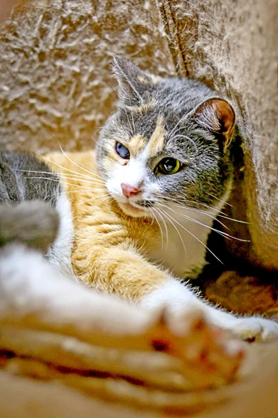 Трехцветная кошка Чупа, 1 год