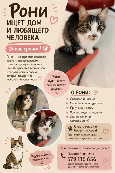 Собака Рони в добрые руки