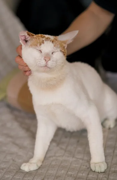 Котик в добрые руки