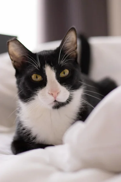 Egyptian cat