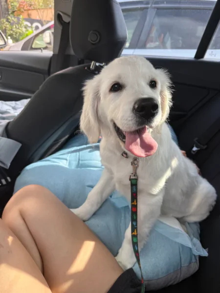 Продаётся чистокровный - Golden Retriever