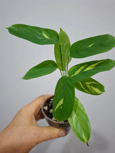 Калатея 8