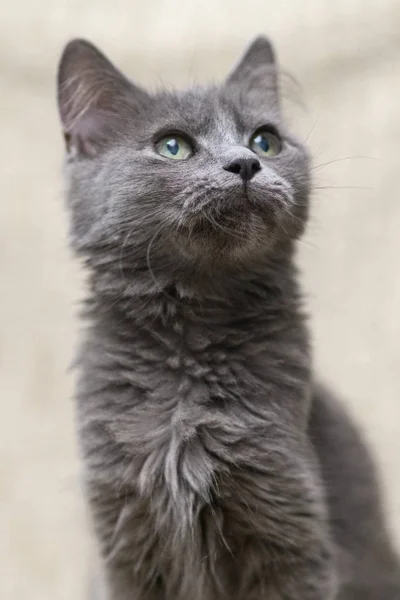 Кошечка Фифи в добрые руки