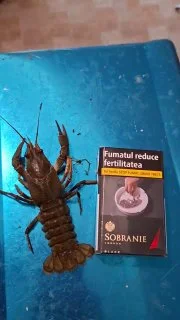 Морепродукты и рыба