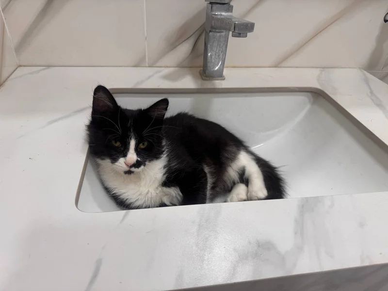 Котёнок мальчик