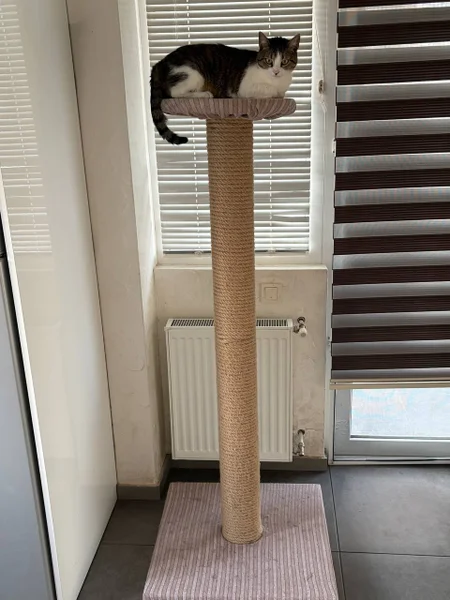 Когтеточка