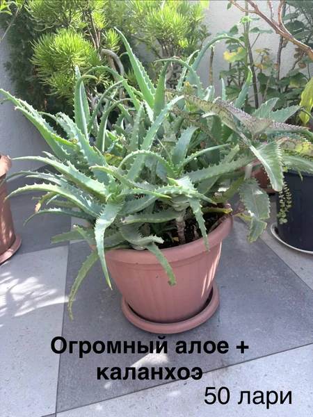 Каланхоэ