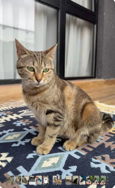 Кошечка Лилу в добрые руки