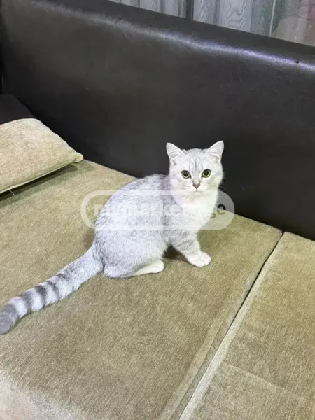 Кошка