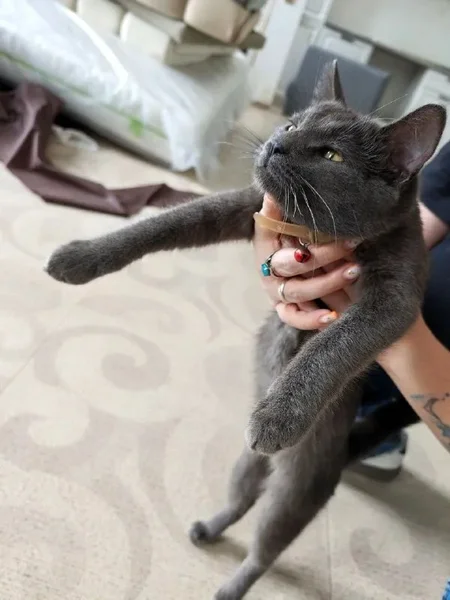 Кот