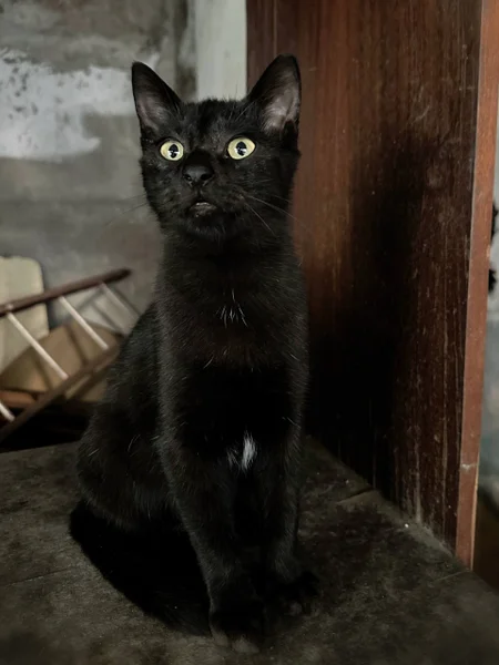 Черный котенок