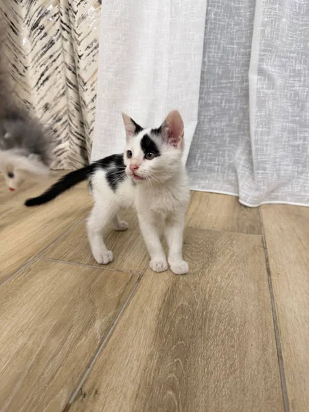 Котенок Патч в добрые руки