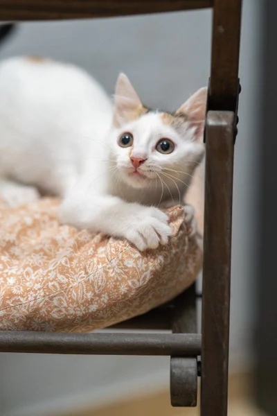 Корзина для белья