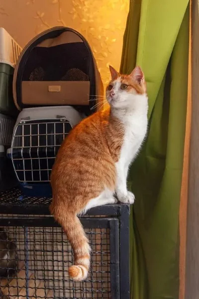 Кошка Тыковка в добрые руки