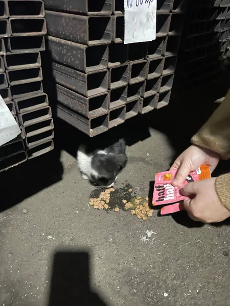 Котёнок в добрые руки