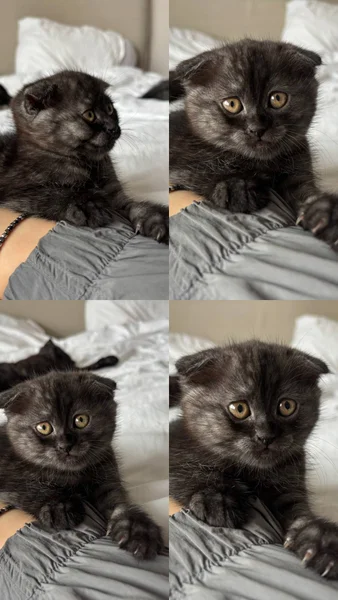 Британские котята