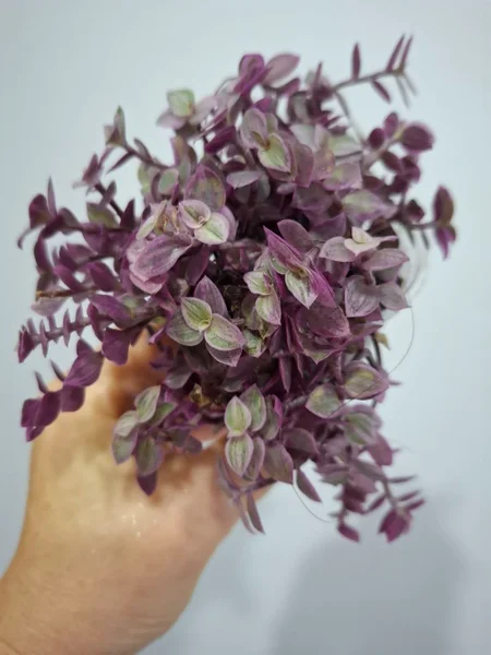 Розовая каллизия