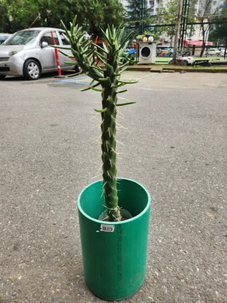 Кактус