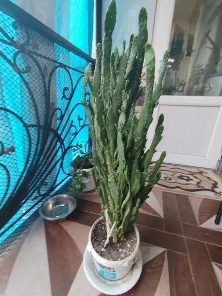 Кактус