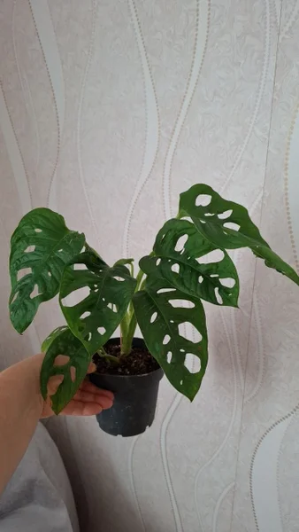 Адаесона