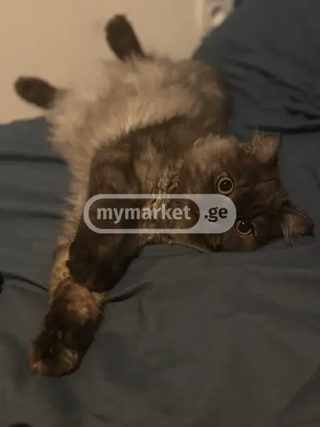 Кошка