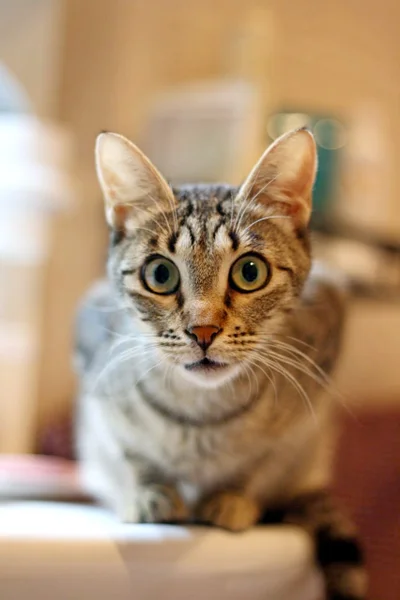 Кошка Альфа