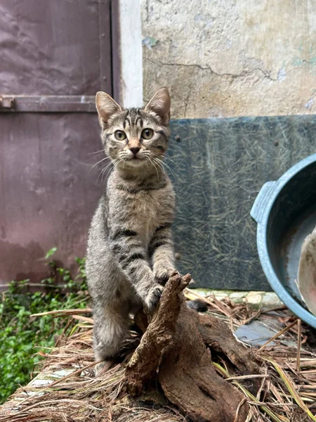 Котёнок Жорик в добрые руки