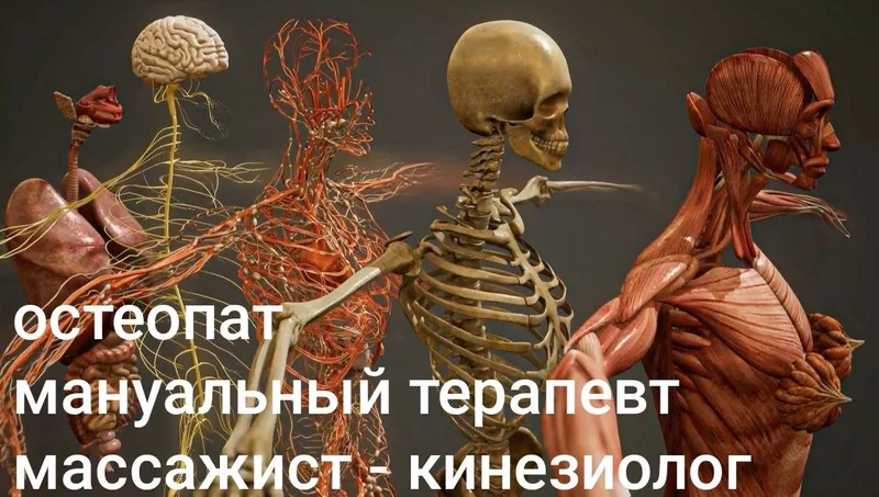 Услуги остеопата, мануального терапевта, массажиста, кинезиолога