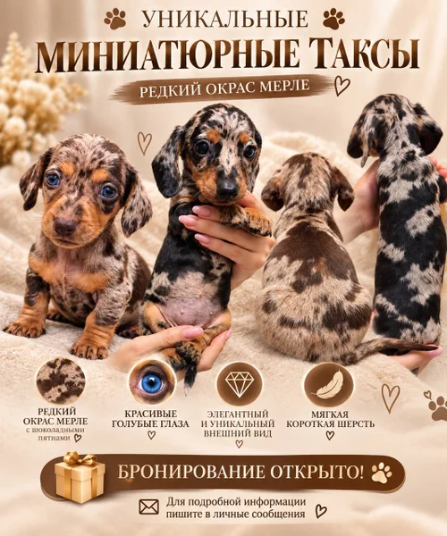 Кавалер-кинг-чарльз-спаниель