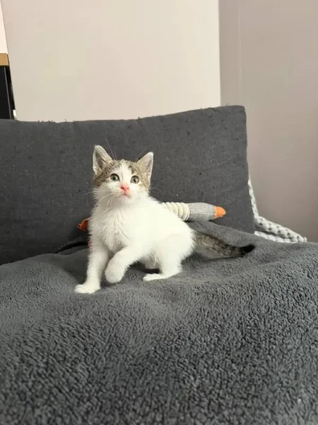 Котенок (девочка)