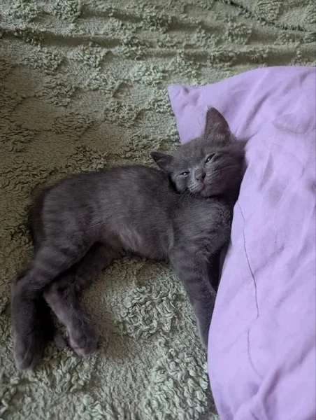 Котята