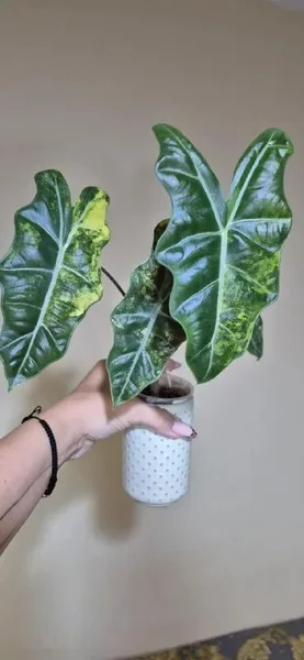 📦 **Alocasia Pseudo-Sanderiana Aurea Variegata**