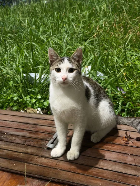 Кот в добрые руки