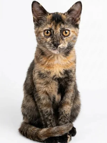 Кошечка