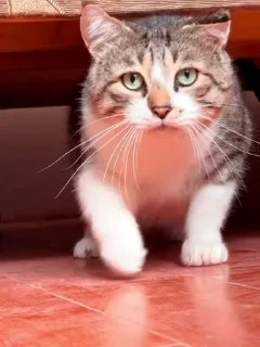 Кот Ломи в добрые руки