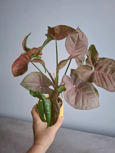 Сингониумы pink
