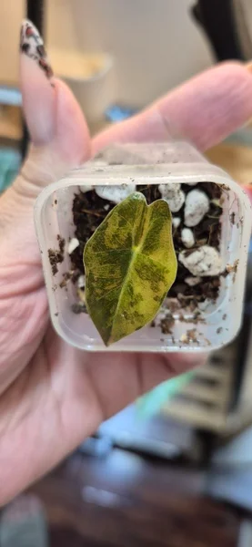 Детка Alocasia Pseudo-Sanderiana Aurea Variegata